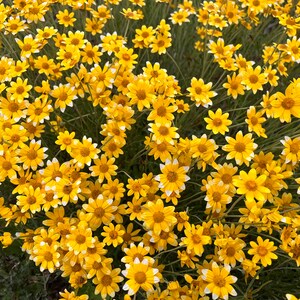 May include: A dense cluster of bright yellow flowers with white-tipped petals. The flowers have a daisy-like appearance and are set against a backdrop of green foliage. The image showcases a vibrant display of natural beauty.