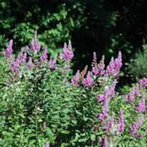 Douglas spirea, Spireae douglasii