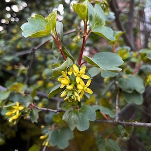 May include: A close-up of a branch with small yellow flowers and green leaves. The flowers are clustered together and have a delicate appearance.