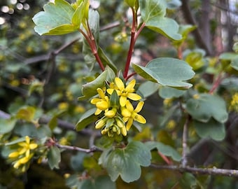 Golden Currant, Ribes aureum (Western variant), Pacific Northwest Native flowering shrub