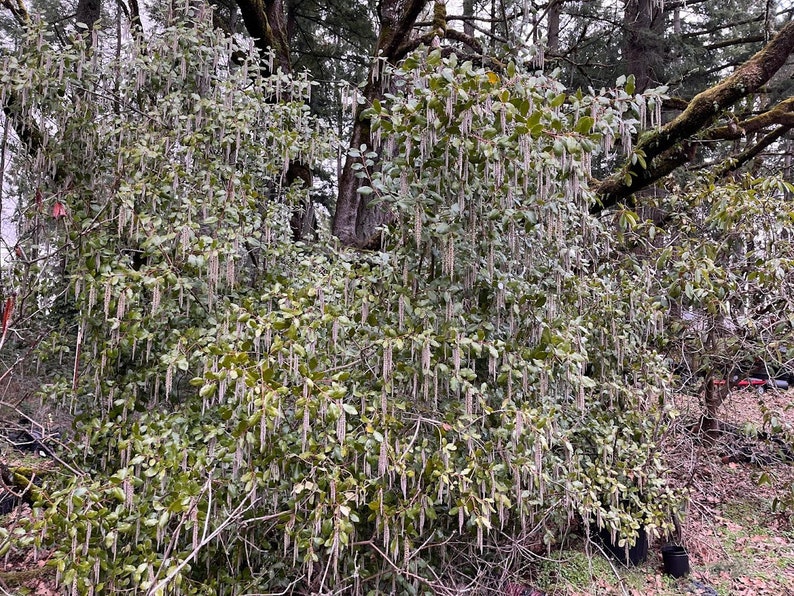 Coast Silk Tassel, Garrya elliptica image 3