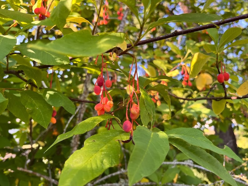 Osoberry, Indian Plum Tree Seedlings, Oemleria Cerasiformis, PNW ...