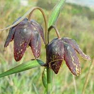 Chocolate lily, Lillium lanceolata spp. affinis (SW Washington origin)