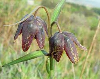 Chocolate lily, Lillium lanceolata spp. affinis (SW Washington origin)
