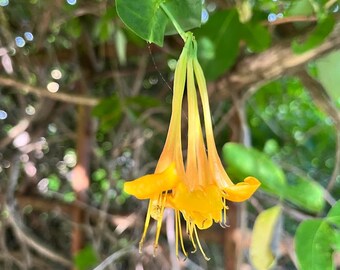 Yellow Honeysuckle,  Lonicera flava nativar