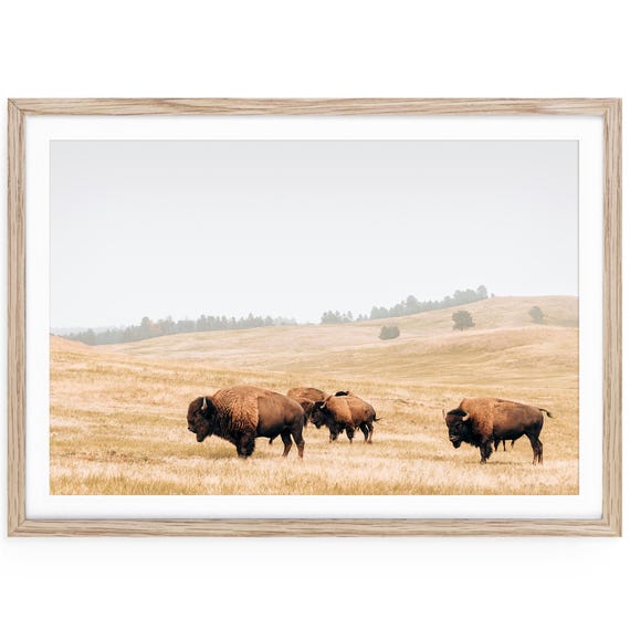 Bison Wildlife Fine Art Print, Western Landscape Photography, American Buffalo Large Horizontal Wall Art
