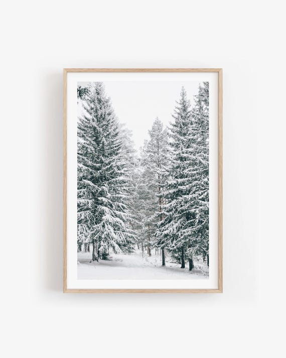 Winter Forest Wall Art - Snowy Pine Trees Fine Art Print