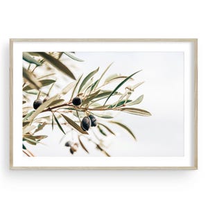 Stampa murale "Rami d'ulivo", stampa artistica con natura botanica mediterranea, decorazione verde neutro, decorazione da parete per cucina o sala da pranzo, stampa incorniciata
