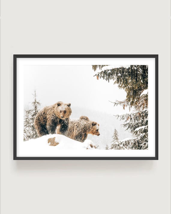 Bears Photography Print - Winter Wildlife Art, Framed Wall Art