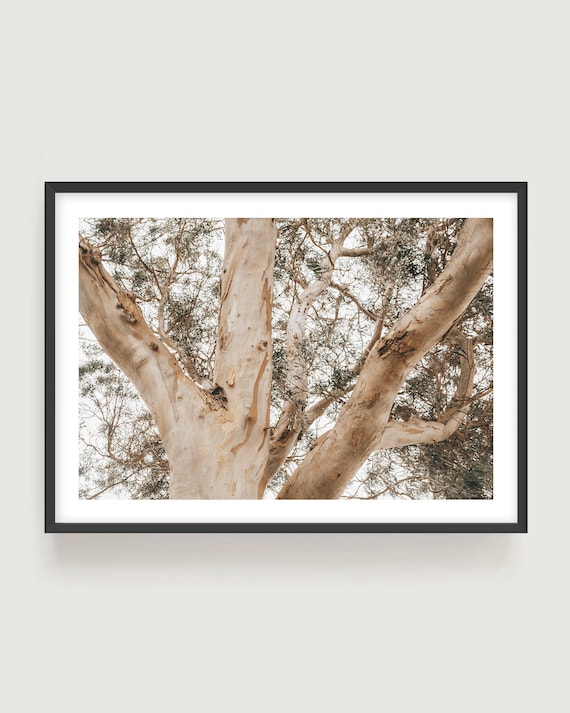 Tree Photography Wall Art - California Eucalyptus Branches Fine Art Print