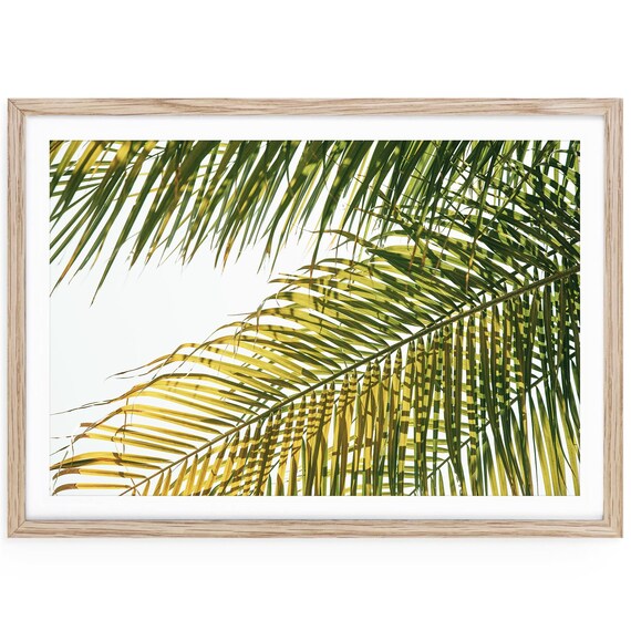 Tropical Palm Leaf Fine Art Print, Green Nature Photography, Coastal Decor, Framed or Unframed