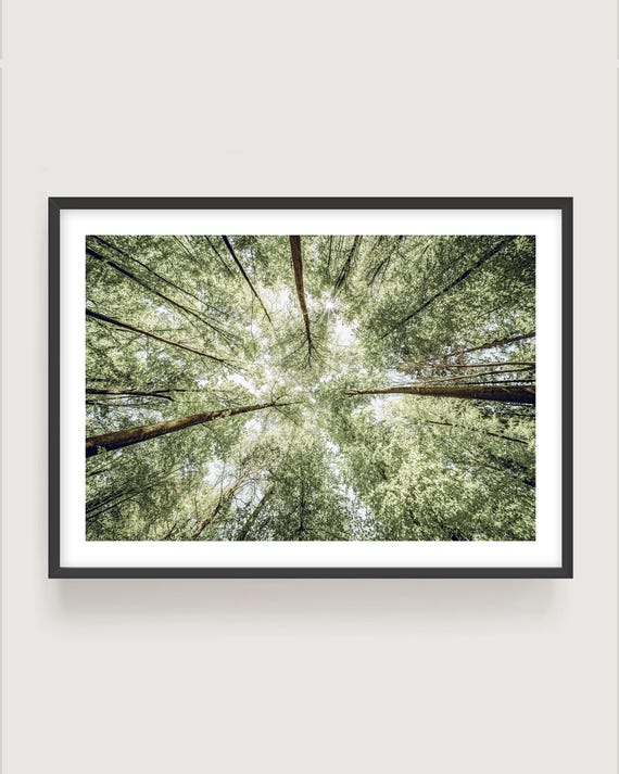 Forest Canopy Fine Art Print - Cottagecore Tree Photography, Framed Nature Wall Art