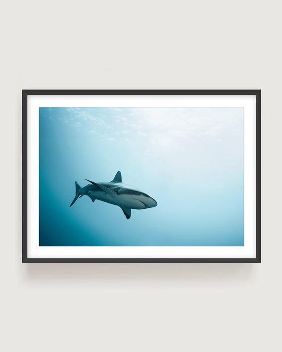Shark Photography Print - Underwater Blue Ocean Coastal Wall Art