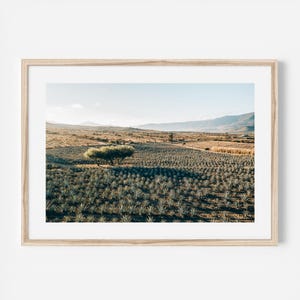 Agave Pflanze Wandkunst, Wüste botanische Kunst Kunstdruck, mexikanische Landschaft Fotografie, Boho südwestlichen Natur Dekor