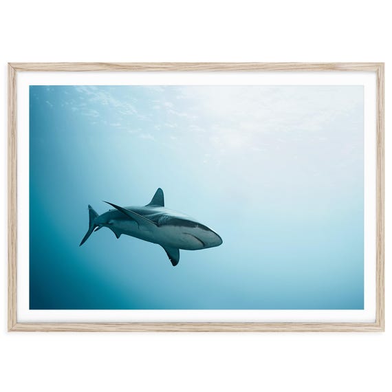 Shark Photography Print: Modern Blue Ocean Coastal Wall Art