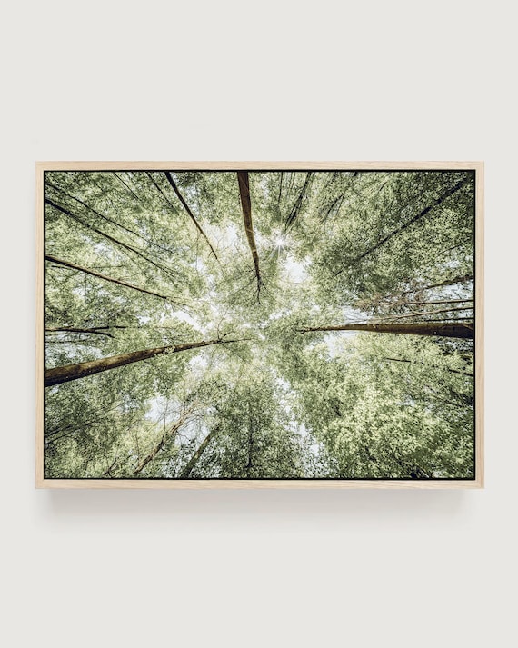 Framed Forest Canopy Canvas Print: Cottagecore Tree Wall Art