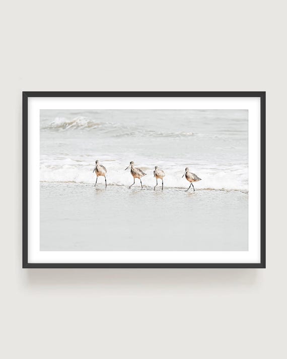 Beach Sandpipers Wall Art - Neutral Coastal Birds Photography