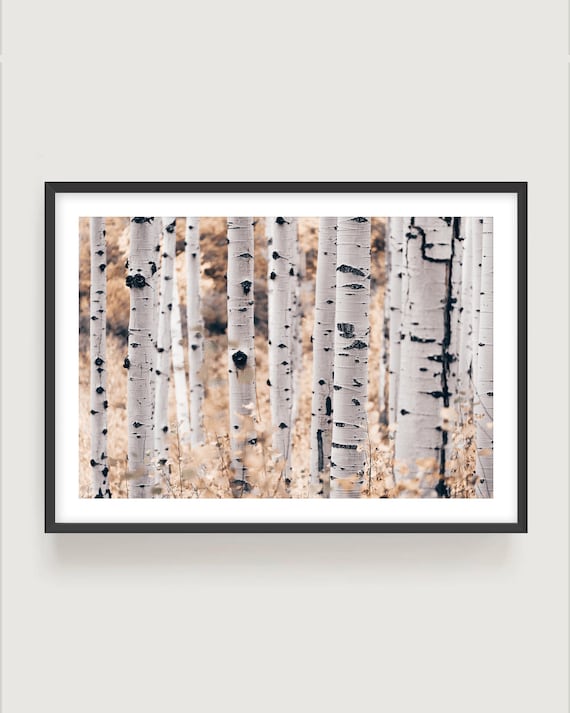 Nature Wall Art – Neutral Aspen Tree Photography, Minimal Forest Print