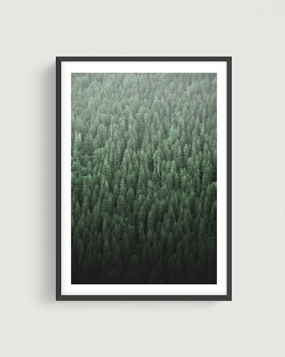 Green Pine Forest Wall Art Fine Art Print - Aerial Trees Evergreen Landscape Photography