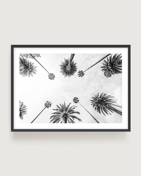 Los Angeles Palm Trees Print - Black And White California Photography Wall Art