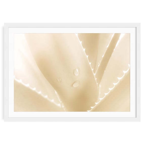 Aloe Fine Art Print, Beige Abstract Photography, Minimalist Wall Art