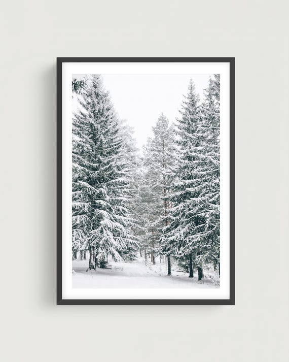 Winter Forest Wall Art - Snowy Pine Trees Fine Art Print