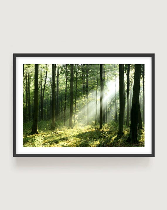 Sunlit Green Forest Wall Art - Green Woodland Fine Art Print, Calm Nature Photography