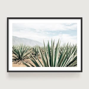 Agave Plantation Wall Art - Mexican Desert Landscape Fine Art Photography Print