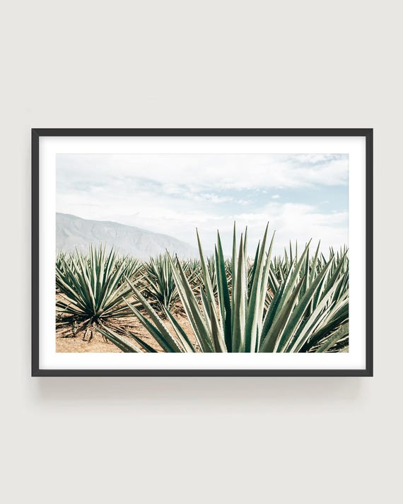 Agave Plantation Wall Art - Mexican Desert Landscape Fine Art Photography Print