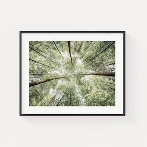 May include: A framed art print featuring a low-angle view of a forest canopy. The image captures the upward perspective of tall trees with green foliage, creating a sense of depth and height. The print is encased in a black frame.