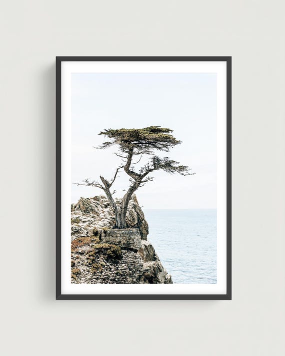 Lone Cypress Tree Wall Art Print - Monterey California Coastal Cliff Photography