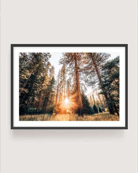 Yosemite Forest Wall Art - Sunlight Trees Photography, Frame Nature Print
