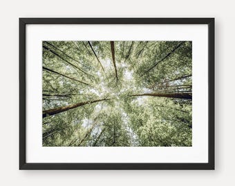 Forest Canopy Fine Art Print - Cottagecore Tree Photography, Framed Nature Wall Art