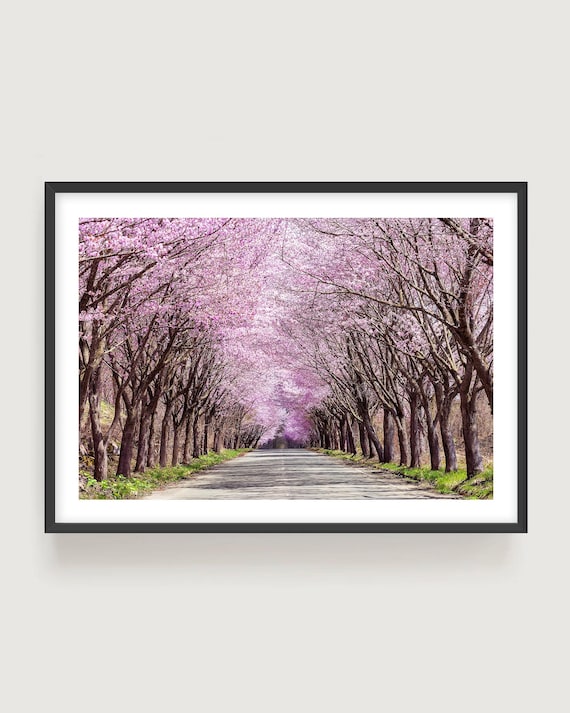 Cherry Blossom Tunnel Large Fine Art Print - Spring Nature Pink Trees Photography Wall Art