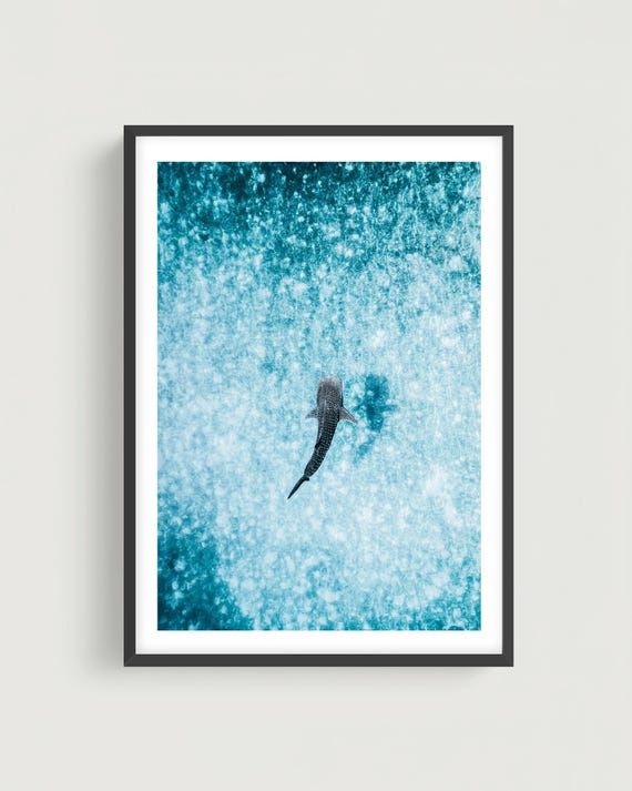 Aerial Ocean Wall Art - Whale Shark in Turquoise Sea Print, Minimalist Marine Photography