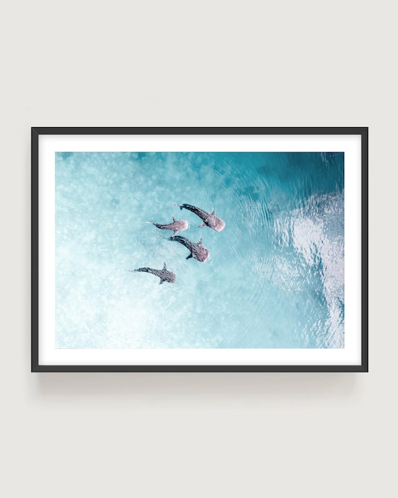 Aerial Sharks Photography Print - Minimal Soft Aqua Ocean Wall Art for Coastal Interiors