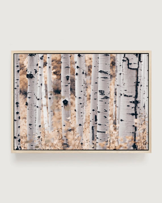 Aspen Tree Framed Canvas Wall Art - Neutral Forest Photography Print, Birch Tree Trunk Woodland Art