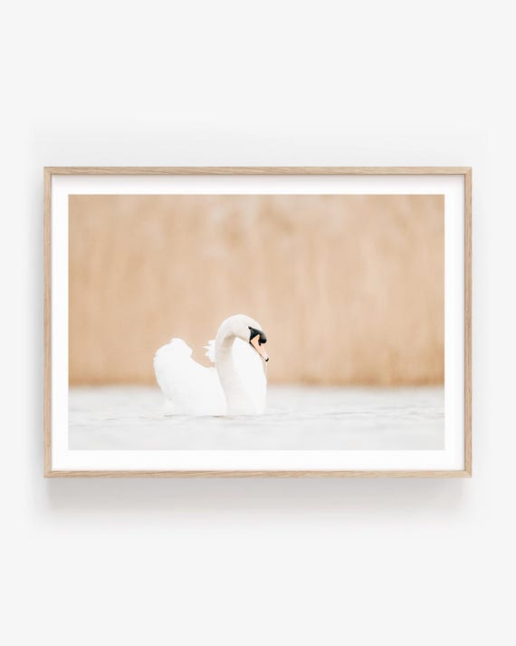 White Swan Fine Art Photography - Minimalist Nature Wall Art Print, Framed or Unframed