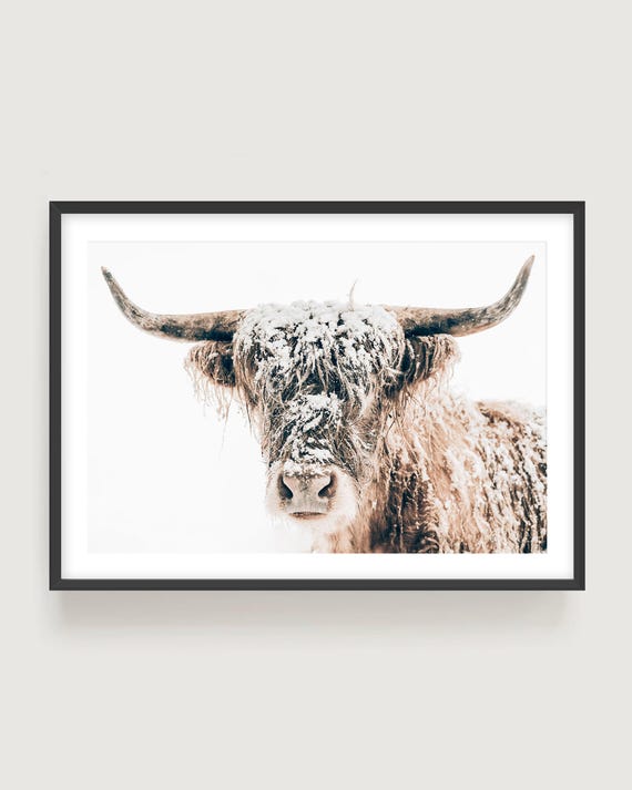 Highland Cow Winter Portrait, Rustic Farmhouse Wall Art Print, Framed or Unframed Photography