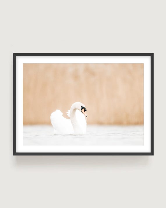 White Swan Fine Art Photography - Minimalist Nature Wall Art Print, Framed or Unframed