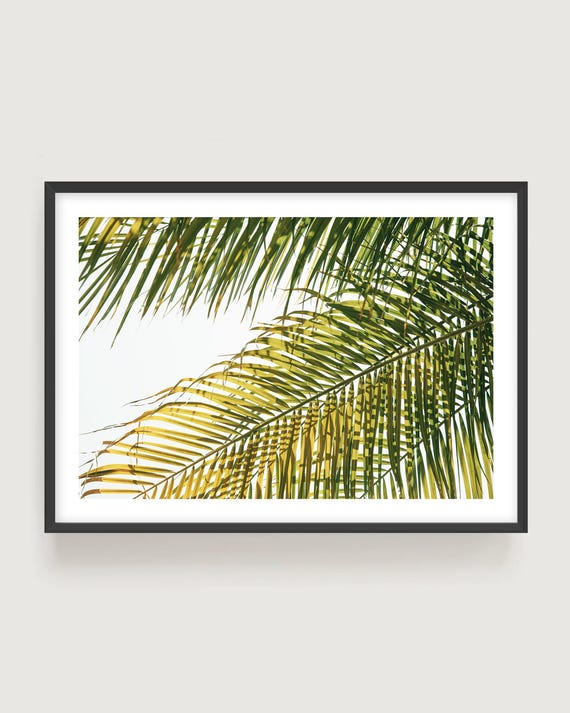 Tropical Palm Leaf Fine Art Print - Green Nature Photography, Coastal Decor, Framed or Unframed