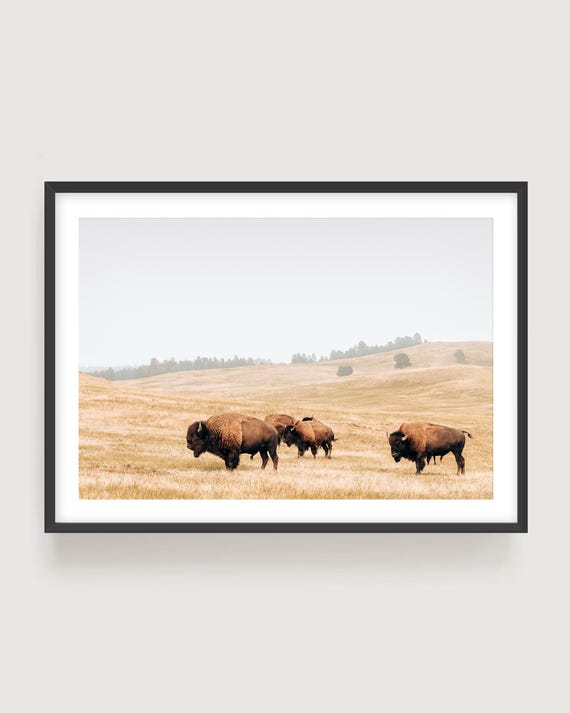 Bison Wildlife Photography Print, Western Landscape Large Horizontal Wall Art