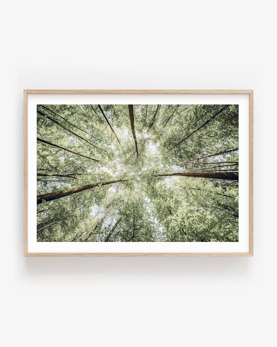 Forest Canopy Fine Art Print - Cottagecore Tree Photography, Framed Nature Wall Art