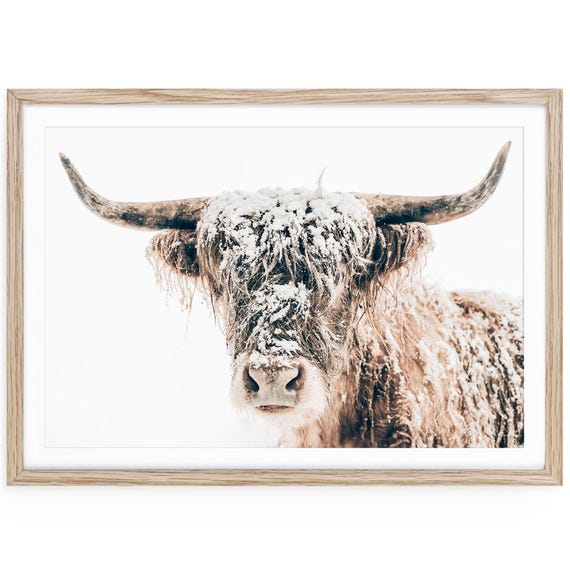 Highland Cow Winter Portrait, Rustic Farmhouse Wall Art Print, Framed or Unframed Photography