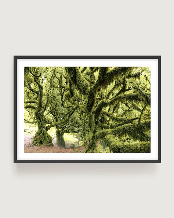 Enchanted Green Mossy Forest Wall Art - Fine Art Print Photography, Twisted Woodland Trees