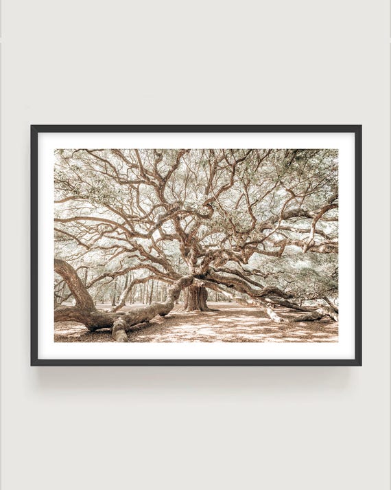 Oak Tree Photography Fine Art Print - Neutral Nature Tree of Life Wall Art