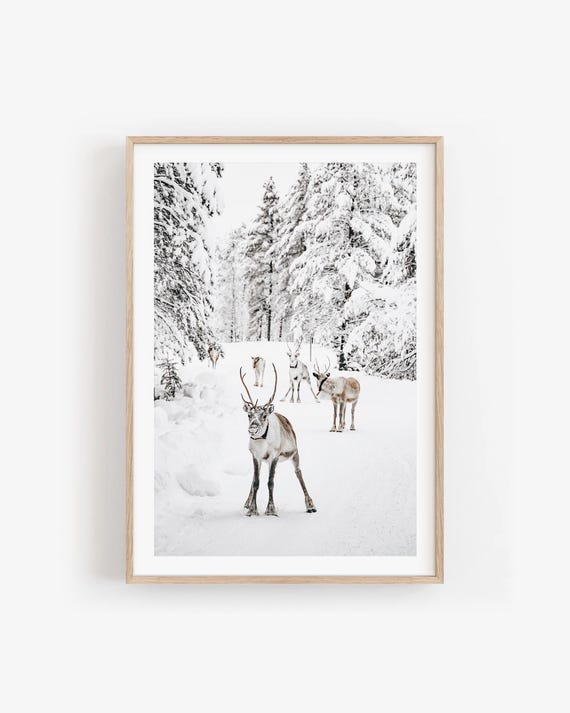 Winter Wall Art: Reindeer Photography Print, Scandinavian Forest Landscape