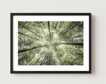 May include: A framed wall art print featuring a low-angle perspective of tall trees with green foliage reaching toward a bright sky. The artwork is enclosed in a thin, rectangular black frame with a white mat border surrounding the forest image.