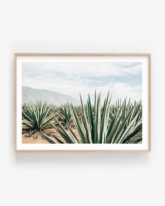 Desert Landscape Photography: Agave Plant Fine Art Print, Framed or Unframed