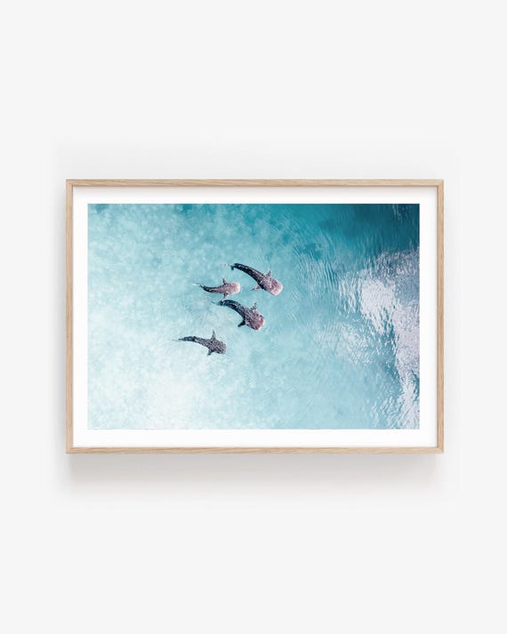 Aerial Sharks Photography Print - Minimal Soft Aqua Ocean Wall Art for Coastal Interiors